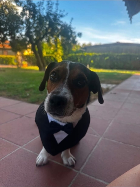 📣 Diffondiamo questo annuncio 📣 

Ciao a tutti, oggi (15/10/26) intorno alle 16:30 abbiamo perso un canino di razza Jack Russel all’altezza del Passo degli uncini sotto il monte Altissimo, si chiama Mango
aiutateci a ritrovarlo.

Contattare Lorenzo +39 331 141 8001

Grazie mille a tutti!!